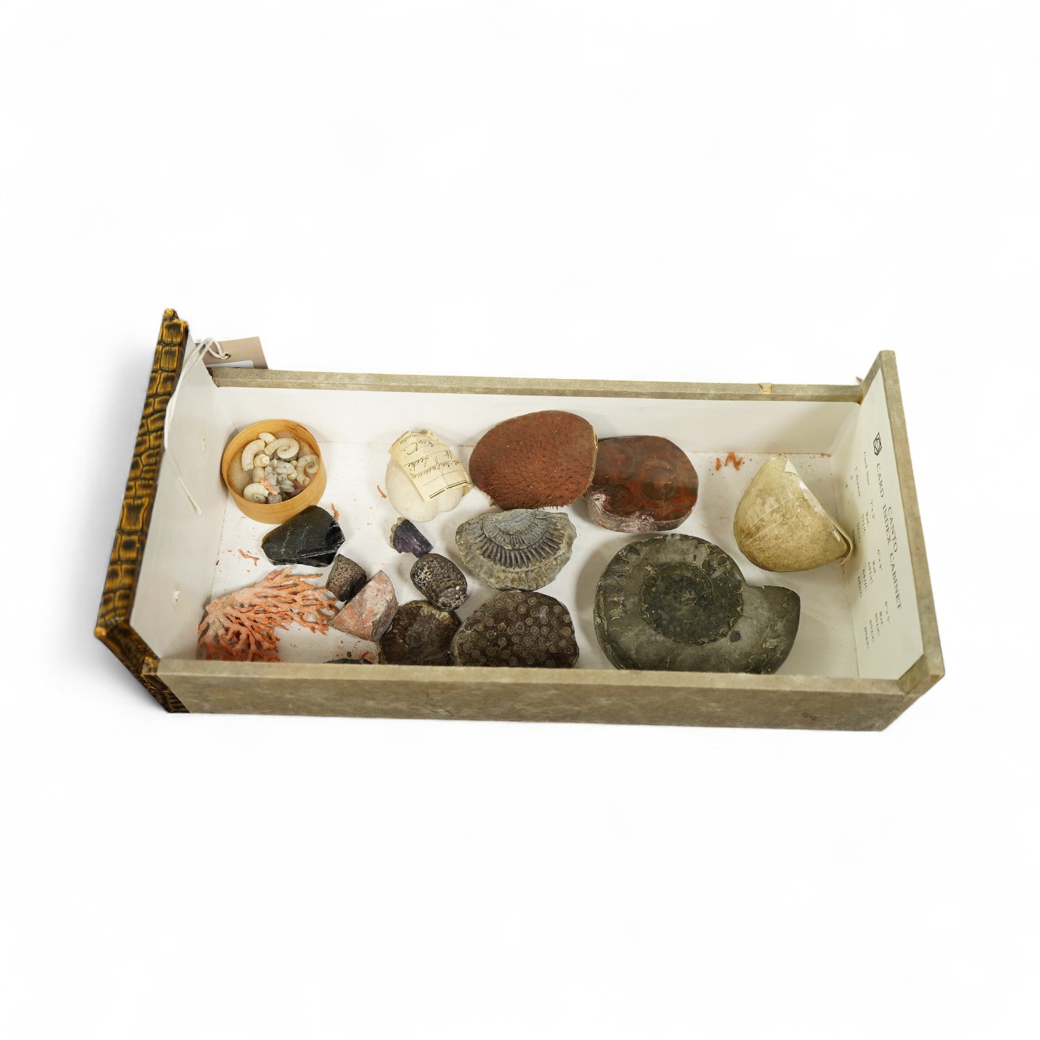 A collection of fossil and mineral specimens, some polished, largest 9cm wide.